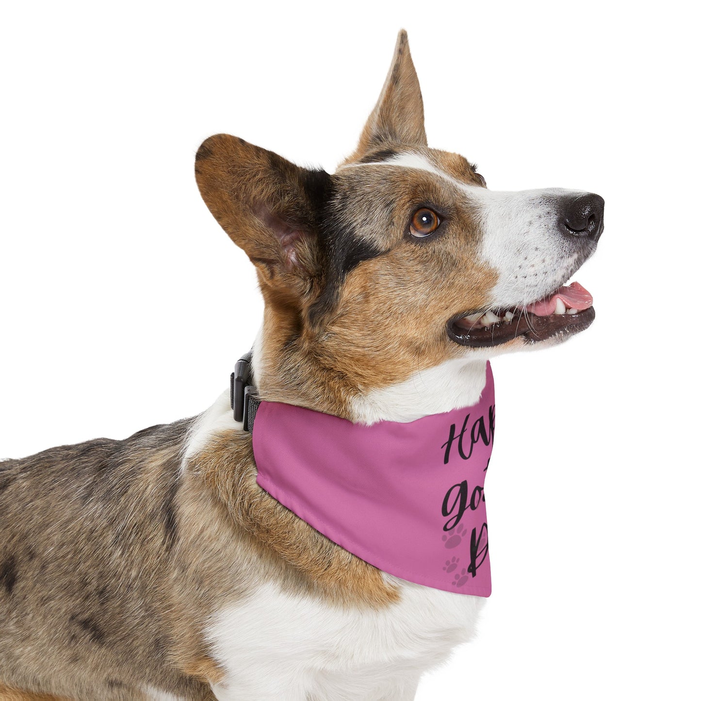 Shelter Line: Pet Bandana Collar